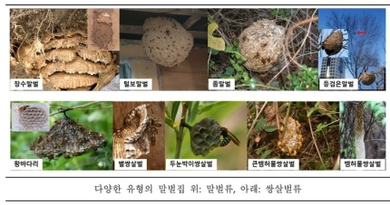 가을철 산행 말벌 피하려면…'등산복 '이 색깔' 피하세요'