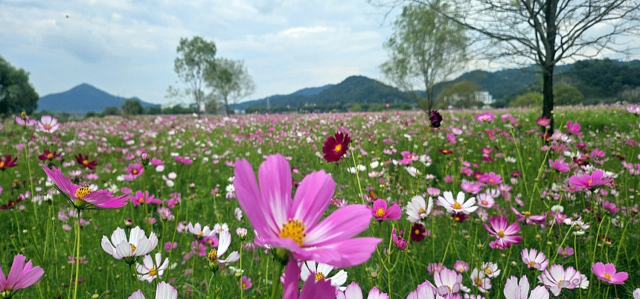 오는 9일 2004 영산강축제를 앞두고 전남 나주 영산강에 가을꽃의 대명사 코스모스가 화려한 유혹의 손짓을 보내고 있다. 사진 제공=나주시