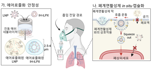 흡입용으로 최적화한 mRNA 지질나노복합체의 mRNA 흡입 전달 전략 모식도. 사진 제공=KAIST