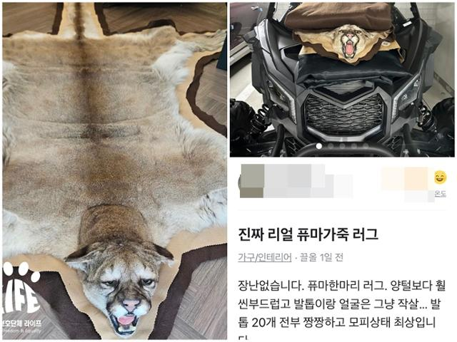 '진짜 퓨마 가죽 러그 700만원에 팝니다'…'멸종위기' 야생동물 가공품 거래 버젓이