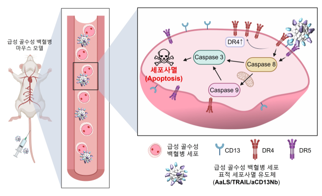 급성 골수성 백혈병 표적 세포사멸 유도체의 작용 원리. 연구그림=유니스트