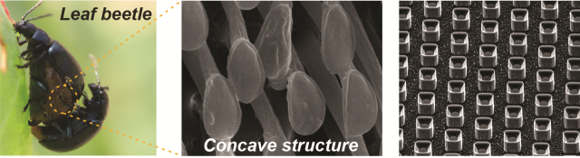 자연 모사 초발수성 표면 제작의 개요. 암컷 잎벌레에 붙어 있는 수컷 잎벌레(왼쪽)와 잎벌레의 발을 확대한 주사전자현미경 이미지(가운데). 이에 영감을 받아 새롭게 개발한 오목 기둥 구조의 초발수성 표면의 현미경 이미지(오른쪽). 연구그림=유니스트