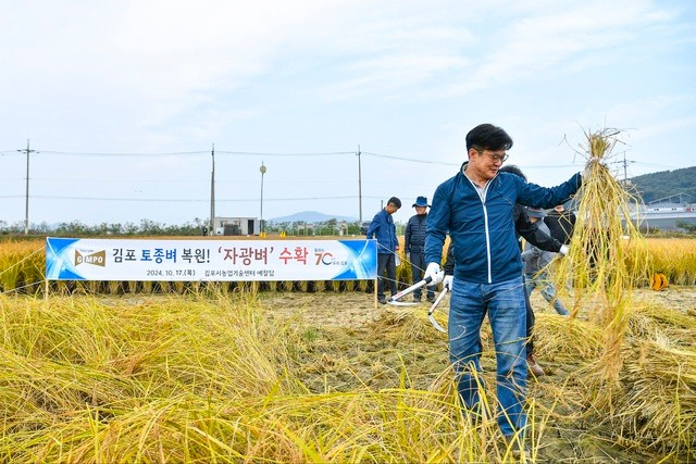 17일 김병수 시장이 대곶면 약암리 농업기술센터 벼 예찰답에서 자광벼를 베고 있다. 사진 제공=김포시