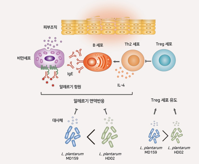 아토피 피부염 치료 매커니즘 설명. 그림제공=지아이바이옴