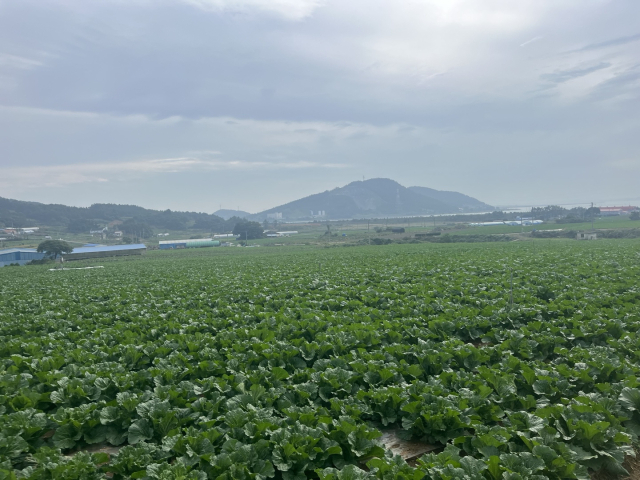 전남 해남군 화원면은 가을철 김장배추와 겨울철 월동배추의 주산지다. 사진=서민우 기자