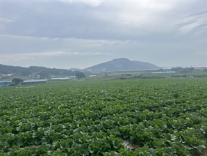 "이상고온 탓 배추 덜 영글어…생산 10% 줄겠지만 대란까지는 안갈것"