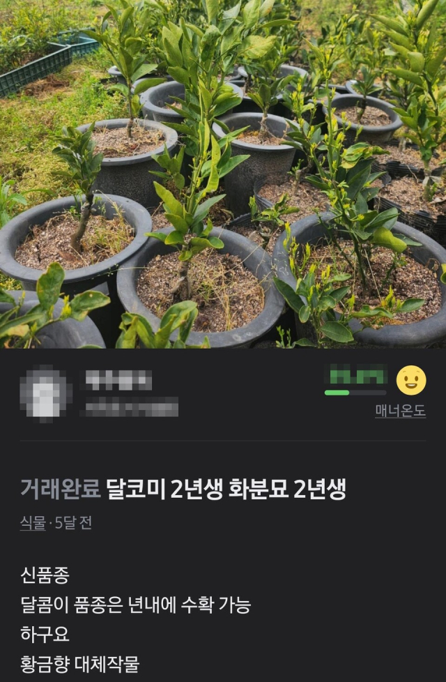 중고거래 플랫폼에 버젓이 올라와있는 ‘달코미’ 거래글. 당근마켓 캡처