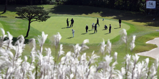 한국여자프로골프(KLPGA) 투어 덕신EPC·서울경제 레이디스 클래식 개막을 하루 앞둔 23일 대회 코스인 경기 용인 88CC에 가을 억새가 절정을 이룬 가운데 참가자들이 연습 라운드를 통해 최종 리허설을 하고 있다. 용인=오승현 기자