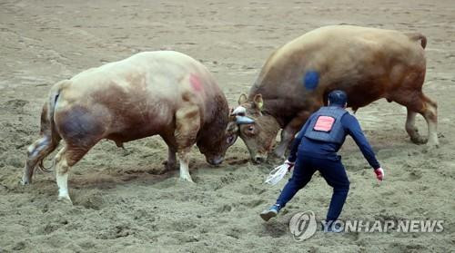 청도 소싸움 내년엔 안 열려…'다른 축제와 연계해 재검토'