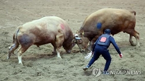 청도 소싸움 내년엔 안 열려…"다른 축제와 연계해 재검토"