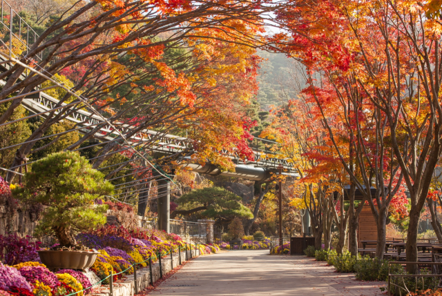 경기도 화담숲에서 단풍잎이 붉게 물들여 있다. 사진 제공=곤지암리조트