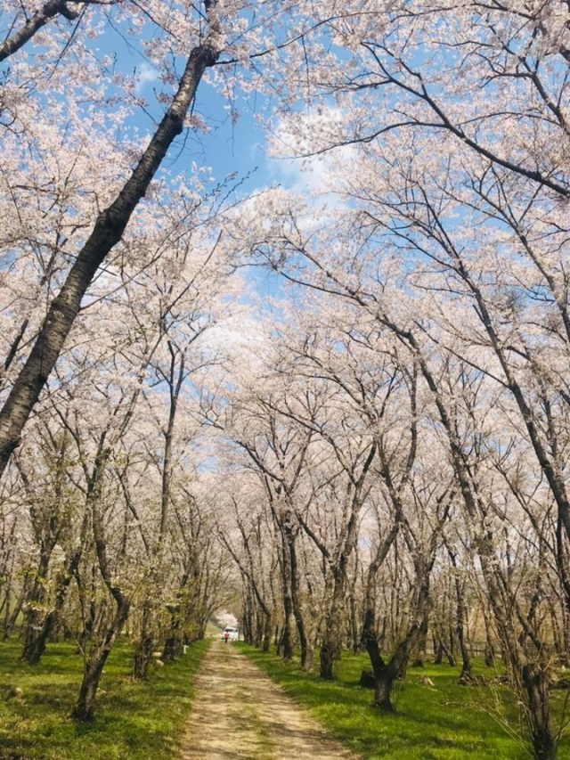 경남 창원시 진해구의 웅동수원지에 핀 벚꽃. 사진 제공=창원시