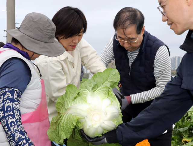 배추 수확 나선 한덕수 "작황 양호…도매가 낮아지고 있어"