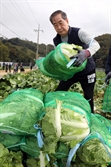 배추 따러 간 韓 총리, "김장철 배추 수급 자신"