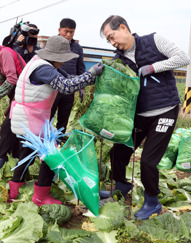 한덕수 국무총리가 27일 충남 아산시 배방읍의 한 배추밭을 찾아 배추 수확을 하고 있다.연합뉴스