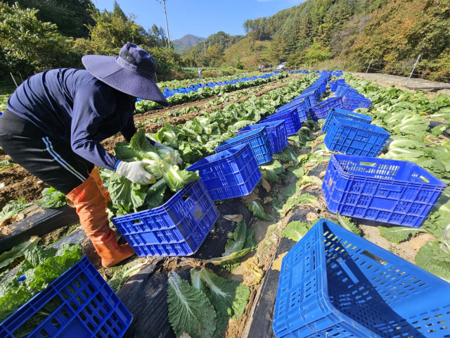 강원 평창군 방림면 계촌리 준고랭지에서 농민들이 배추를 수확하고 있다. 연합뉴스.