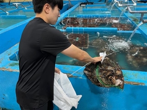 인천시, 꽃게 등 수산물 안전성조사 결과 모두 ‘적합’