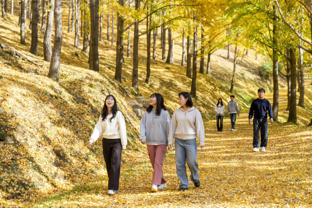 지난 5일 경기도 용인 에버랜드의 은행나무숲에서 에버랜드 직원들이 은행잎을 구경하고 있다. 사진 제공=에버랜드