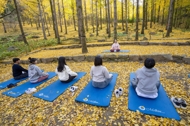 지난 5일 경기도 용인 에버랜드의 은행나무숲에서 에버랜드 직원들이 요가하고 있다. 사진 제공=에버랜드