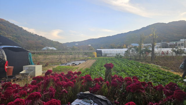 7일 그린벨트(개발제한구역) 해제가 결정된 서울 서초구 서리풀 지구. 비닐하우스와 농작물, 꽃 등이 보인다. 백주연 기자