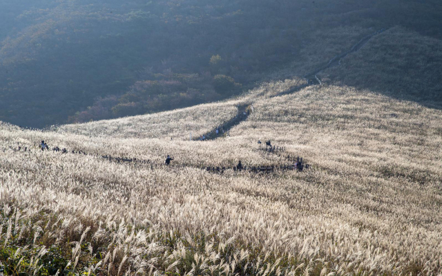 간월산 억새. 사진제공=울산시