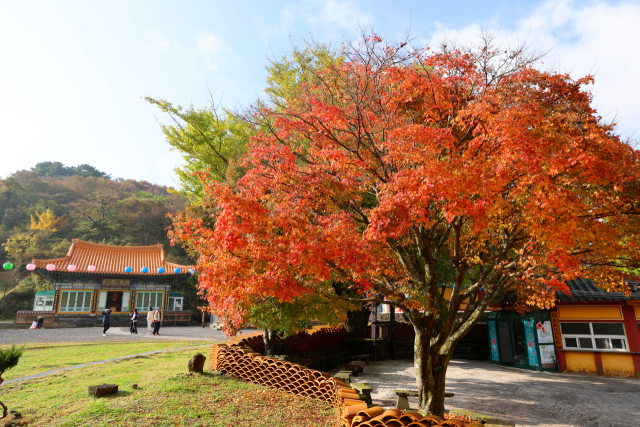 12일 오전 제주시 아라동 관음사를 찾은 관광객이 단풍이 곱게 든 경내를 둘러보고 있다. 제주=연합뉴스