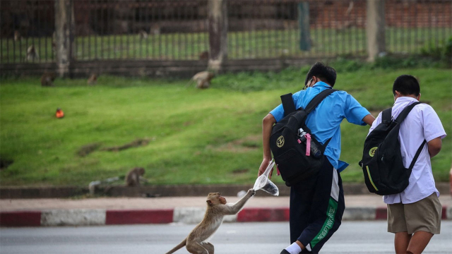 태국 롭부리시에서 사람들의 음식을 뺏는 원숭이. 연합뉴스