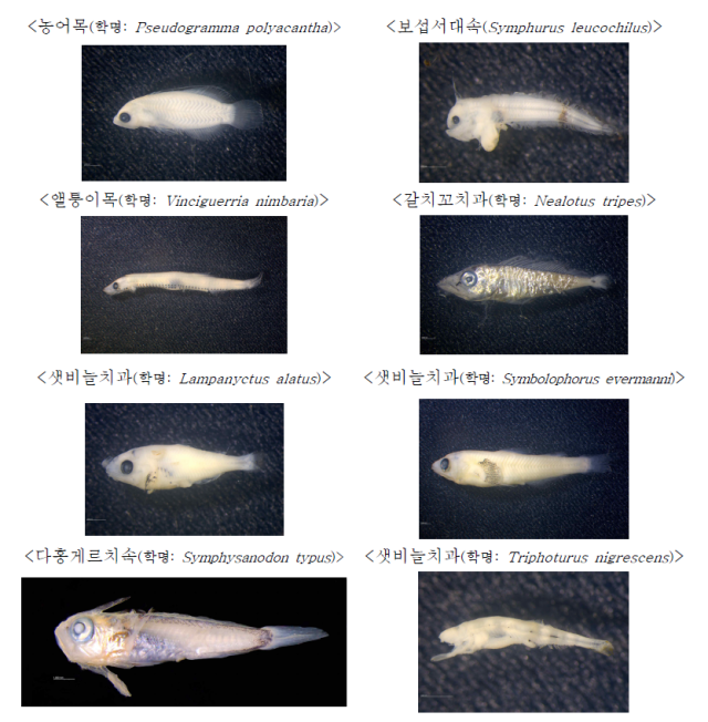아열대 어류 미기록 8종 어린 물고기. 사진 제공=국립수산과학원