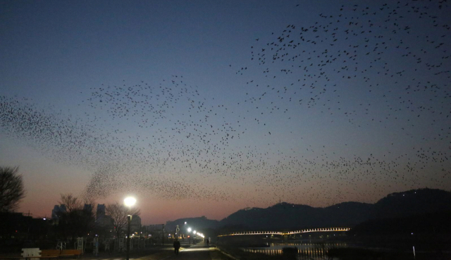 해질녘 울산 태화강 주변을 맴돌며 집단군무를 보이는 떼까마귀. 사진제공=울산시