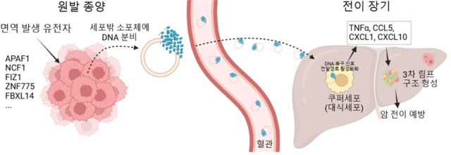 연구팀은 전장 유전체 분석(왼쪽) 결과 세포밖 소포체에 DNA를 담는 과정에 관여하는 대표적인 유전자가 인체 내에서 면역 발생에 영향을 미치는 유전자로 알려진 APAF1, NCF1임을 확인하고 간 전이 마우스 모델에서 세포 밖 소포체의 DNA 암 전이 예방 과정을 확인했다. 사진 제공=연세암병원