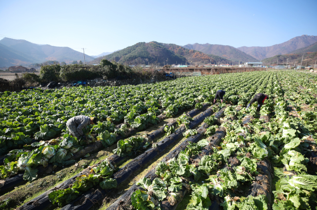 경북 문경시 농암면 한 배추밭에서 지난달 22일 작업자들이 수확 작업을 하고 있다. 연합뉴스