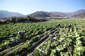 여름배추 신규 재배적지 1000ha 발굴…그린벨트 스마트농업시설 허가 검토