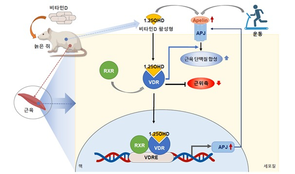 비타민D 섭취에 따른 근감소증 예방 기전 모식도. 사진 제공=질병관리청