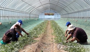 내년 외국인 농촌 일손 7000명 늘어나