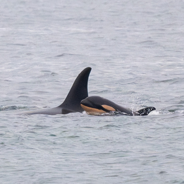 어미 ‘탈레쿠아’와 함께 있는 아기 범고래. 사진 제공=Center for Whale Research