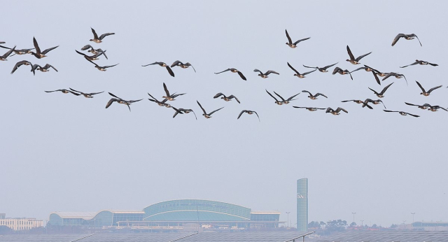 2일 오전 전남 무안군 무안국제공항 인근에 철새들이 날고 있다. 무안=연합뉴스