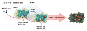 청색광이 세포 단백질 손상시키는 과정 밝혀져