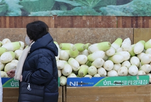 치솟은 배추·무 값 잡는다…정부, 할당관세 조기 적용