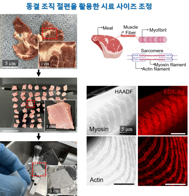 조직 수준에서의 캡바이오를 통한 조정성 확보 방안 도식화 자료=KAIST