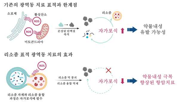 개발된 리소좀 표적 광감각제 기반 치료의 차별점. 연구그림=유니스트