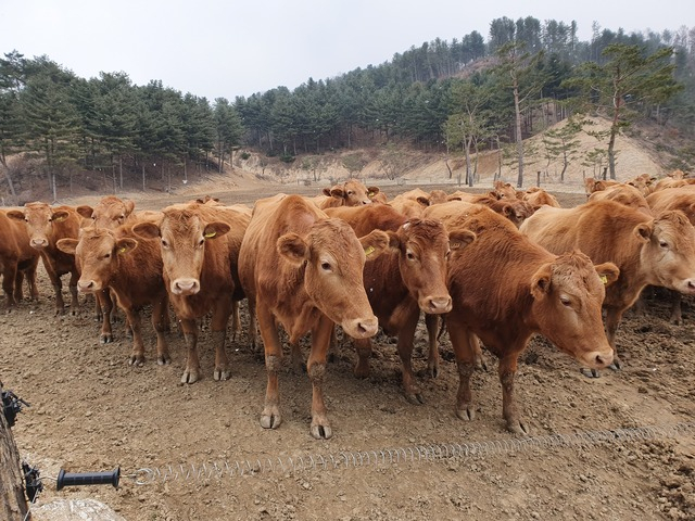 경기 한우. 사진 제공=경기도