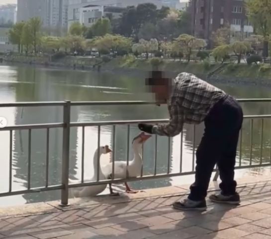 건국대학교에서 60대 남성이 거위를 때리는 모습. 사진 제공 = 동물자유연대