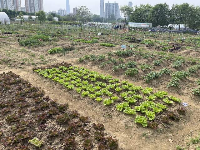 주말농장. 사진제공=송파구