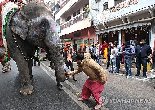 印 종교 축제서 코끼리 난동…3명 사망·30여명 부상