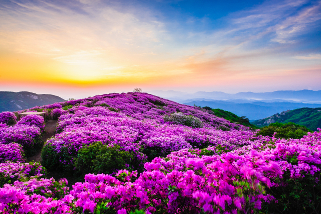 경남 산청군과 합천군 황매산 철쭉 전경. 사진 제공=경남도