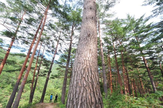 경북 봉화군 금강소나무 숲. 사진제공=산림청