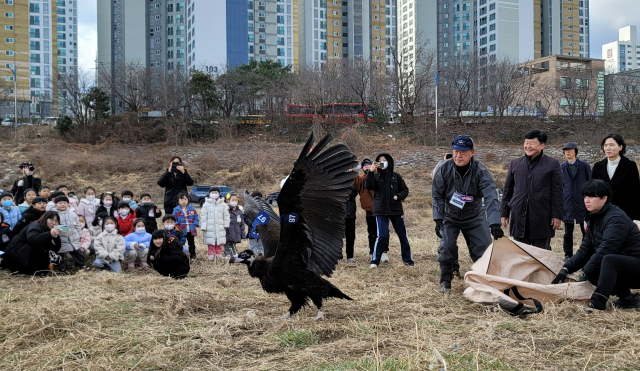 6일 울산 태화강 삼호섬 하중도에서 독수리 2마리가 자연으로 돌아가고 있다. 사진제공=울산시