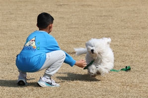 "댕댕이와 봄맞이 여기서 즐겨요"…댕댕 여행 지도 나왔다