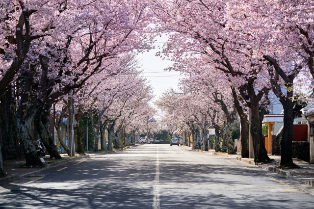 제주의 봄을 알리는 위미벚꽃길 전경. 사진 제공=제주관광공사