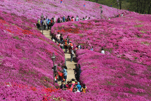 군포 철쭉동산. 사진 제공 = 군포시